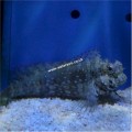 ALGAE BLENNY